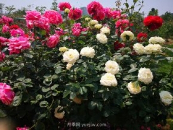 淅川園林綠化中心抗旱保綠 為城區綠化苗木送及時(shí)雨