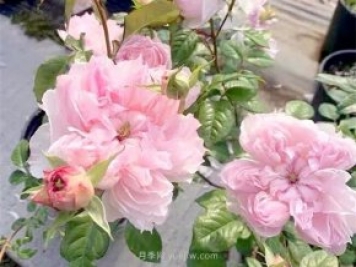 蝶之舞月季，蘇芬月季，兩款花型獨特的日系月季