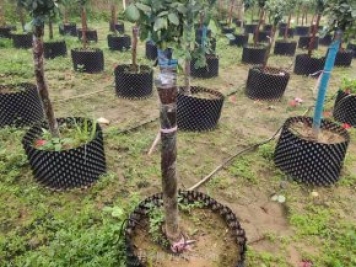 月季樹(shù)容器苗怎么固定才能防止傾倒？
