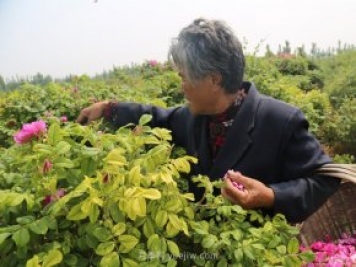 新鄉輝縣：繽紛玫瑰撲鼻香 幸?；ㄩ_(kāi)富老鄉