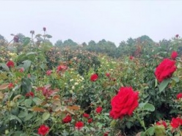 打卡南陽(yáng)這片月季花海 看“花經(jīng)濟”撬動(dòng)城市新發(fā)展