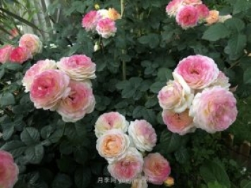 羅曼尼詹森月季，擁有彩色的月季花墻
