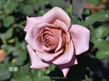 天津市市花？是月季嗎