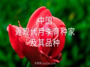 中國近現代月季育種家及其品種
