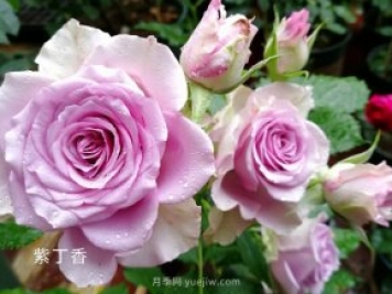 玫瑰花語(yǔ)大全！送花，原來(lái)有這么多講究！