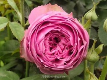 玫瑰，永恒不變的經(jīng)典