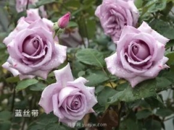夏季要預防月季病害，6種苗木病害防治方法