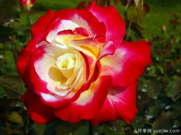 花大香濃艷麗，養月季就選紅雙喜