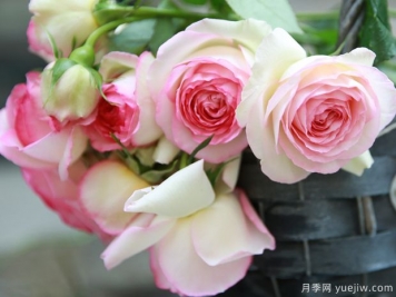 超全花語(yǔ)！118種花，118種愛(ài)的花語(yǔ)含義，你都知道嗎？