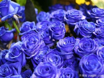 藍色妖姬玫瑰的花語(yǔ)是什么?藍色妖姬玫瑰的寓意和象征