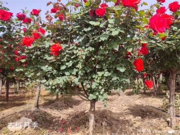 古樁月季樹(shù)開(kāi)花少的原因