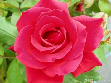 米迦勒大天使月季的優(yōu)缺點(diǎn)是什么？