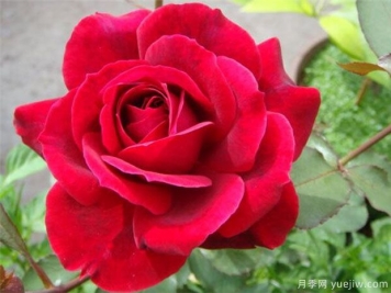 推薦10種切花月季，瓶插花期長(cháng)，不用去買(mǎi)花店玫瑰