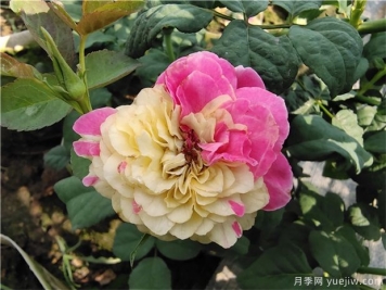 推薦88個(gè)最美月季品種，讓花友美到心醉，陶醉其中