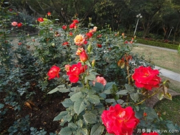 玫瑰的價(jià)值總結
