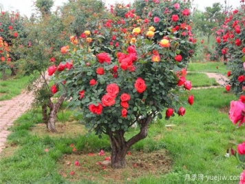 超百年的古樁月季，一樹(shù)花開(kāi)多色，世上罕見(jiàn)