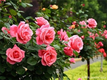 月季花的養殖方法是什么