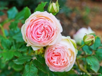 栽植月季苗 如何把根系培養好？