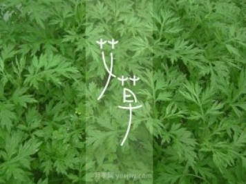 南陽(yáng)鎮平：盧醫鎮以龍頭企業(yè)+基地發(fā)展助力鄉村振興