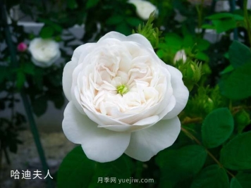 哈迪夫人月季的優(yōu)缺點(diǎn)是什么？