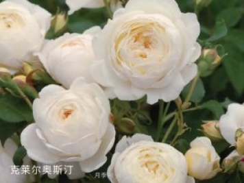 克萊爾奧斯汀月季養殖要點(diǎn)