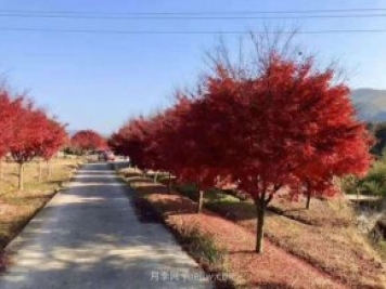 雞爪槭苗木的栽培養護要點(diǎn)