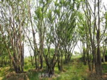 南陽(yáng)苗木人注意了！叢生苗木火爆市場(chǎng)