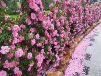 長(cháng)春月季花海 浪漫“打卡地”