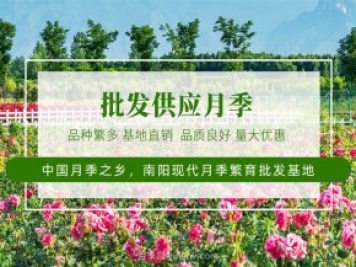 未來(lái)十年最值得投資的月季苗木，具備這4大特點(diǎn)