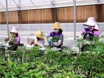 數字賦能農業(yè) 玉溪紫玉花卉200萬(wàn)盆栽玫瑰銷(xiāo)路俏