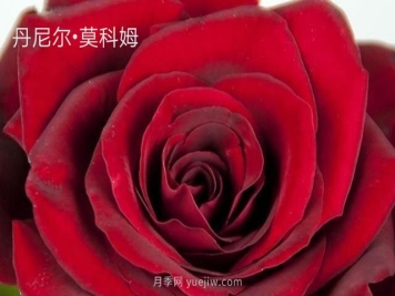 丹尼爾莫科姆月季的優(yōu)缺點(diǎn)是什么？