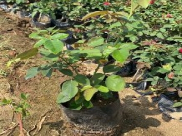 營(yíng)養缽月季，工程綠化批發(fā)必備的盆栽月季苗