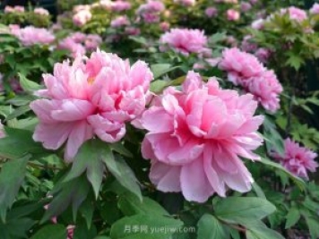 牡丹憑啥能脫穎而出成為國花？如何種植牡丹？