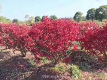 火焰衛矛盆栽苗的修剪技巧和養護管理要點(diǎn)