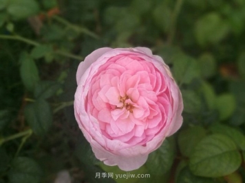 花友淘汰掉的10種月季，缺點(diǎn)多于優(yōu)點(diǎn)，是這樣嗎