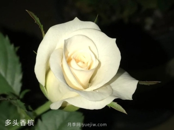多頭香檳月季的優(yōu)缺點(diǎn)是什么？