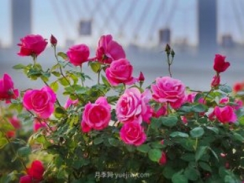 中國月季之鄉：南陽(yáng)石橋