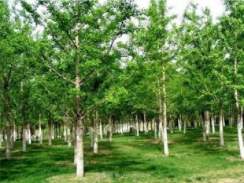 南陽(yáng)銀杏樹(shù)種植的一些技術(shù)性問(wèn)題