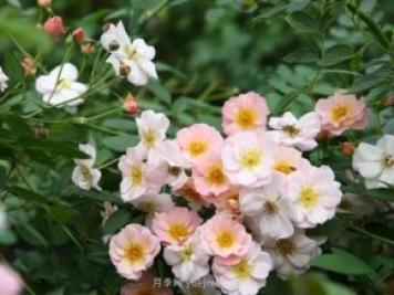 養賣(mài)花姑娘月季，花朵粉嫩可愛(ài)，留一個(gè)美麗