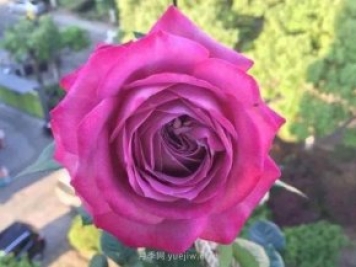 杯狀藍眼月季