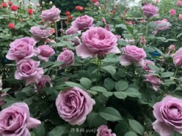 最全林業(yè)術(shù)語(yǔ)，苗木人必讀！