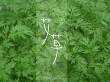 南陽(yáng)鎮平：艾草飄香致富路