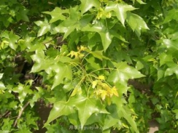 五角楓適合哪里種植？南陽(yáng)五角楓種植技術(shù)與管理方法