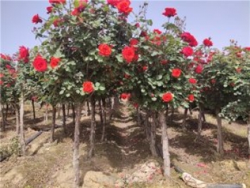 景觀(guān)造型樹(shù)行情大熱，決定其價(jià)值的三個(gè)要素不可不知