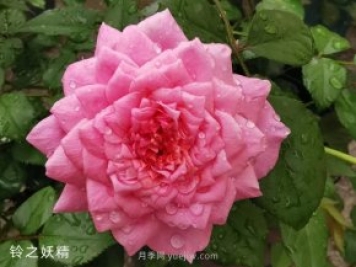 推薦5個(gè)漂亮月季品種適合秋天養，耐熱耐寒性都優(yōu)秀