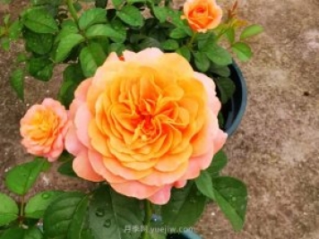 陽(yáng)臺養月季就算這3個(gè)品種，開(kāi)花勤快少生病