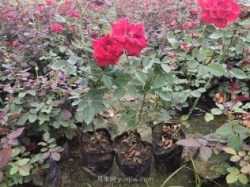 月季在園林綠化景觀(guān)栽植中，每平米栽多少棵嗎？