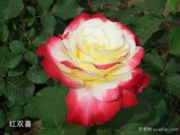 大花香水月季中的紅雙喜你知道嗎？有什么特點(diǎn)呢！