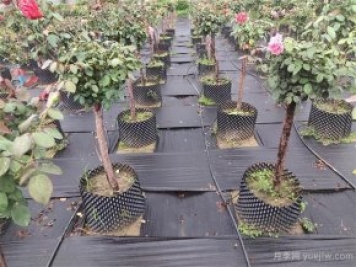 樹(shù)狀月季容器苗和假植容器苗的不同，教你分清楚