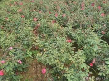 月季紅蜘蛛用什么藥？